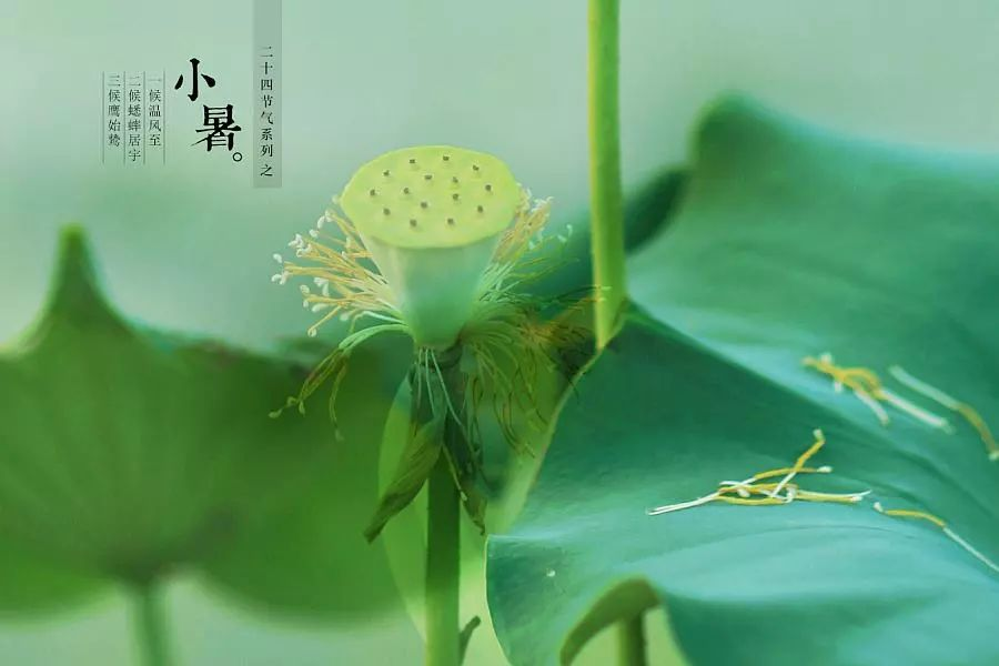 倏忽溫風(fēng)至，因循小暑來!